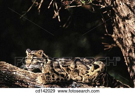 Clouded Leopard (Neofelis nebulosa). Asia View Large Photo Image Stock Photo - Clouded Leopard (Neofelis nebulosa). Asia. Fotosearch