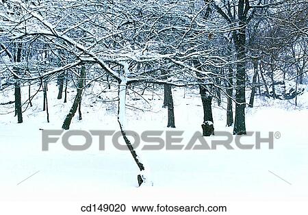 cold, coldness, day, ecosystem, forest View Large Photo Image Stock Image - cold, coldness, day, ecosystem, forest. Fotosearch