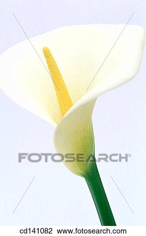 Common Calla (Zantedeschia aethiopica) View Large Photo Image Stock Image - Common Calla (Zantedeschia aethiopica). Fotosearch
