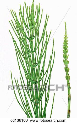 Common Horsetail (Equisetum arvense) View Large Photo Image Stock Image - Common Horsetail (Equisetum arvense). Fotosearch