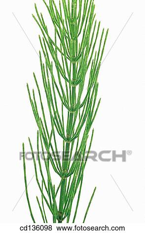 Stock Photo - Common Horsetail (Equisetum arvense). Fotosearch