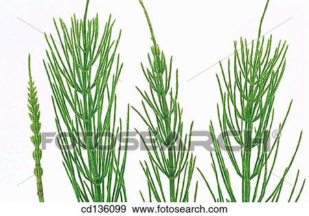 Common Horsetail (Equisetum arvense) View Large Photo Image Stock Photo - Common Horsetail (Equisetum arvense). Fotosearch