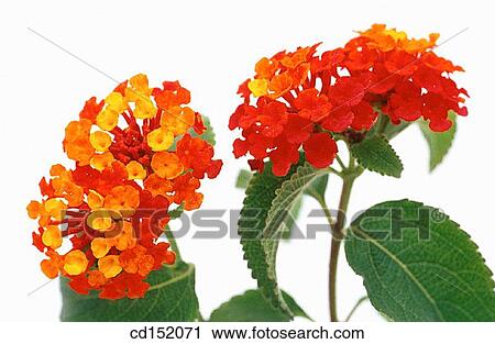 Common Lantana, Lantana camara View Large Photo Image Stock Image - Common Lantana, Lantana camara. Fotosearch