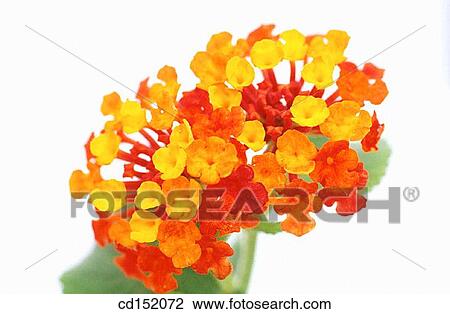 Common Lantana, Lantana camara View Large Photo Image Stock Image - Common Lantana, Lantana camara. Fotosearch