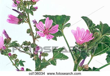 Common Mallow (Malva silvestris) View Large Photo Image Picture - Common Mallow (Malva silvestris). Fotosearch