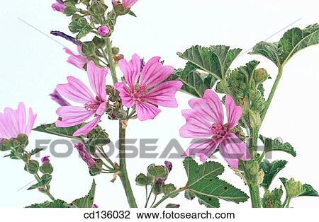 Stock Image - Common Mallow (Malva silvestris). Fotosearch