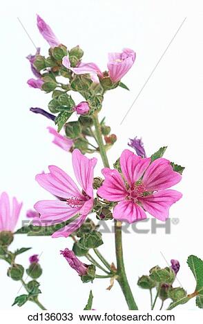 Common Mallow (Malva silvestris) View Large Photo Image Stock Image - Common Mallow (Malva silvestris). Fotosearch