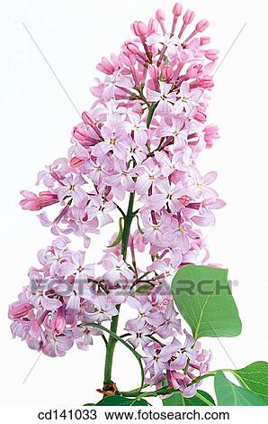 Common Purple Lilac (Syringa vulgaris) View Large Photo Image Stock Image - Common Purple Lilac (Syringa vulgaris). Fotosearch