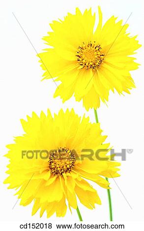Coreopsys hybr. View Large Photo Image Stock Photo - Coreopsys hybr.. Fotosearch