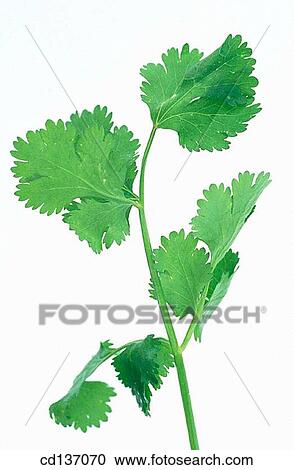 Coriander (Coriandrum sativum) View Large Photo Image Stock Image - Coriander (Coriandrum sativum). Fotosearch