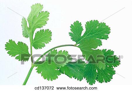 Coriander (Coriandrum sativum) View Large Photo Image Stock Image - Coriander (Coriandrum sativum). Fotosearch