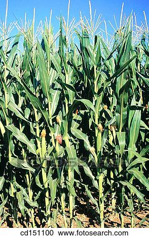 Corn View Large Photo Image Stock Image - Corn. Fotosearch