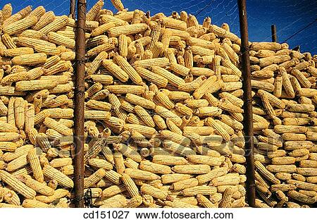 Corn View Large Photo Image Stock Photo - Corn. Fotosearch
