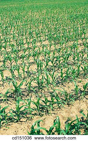 Corn View Large Photo Image Stock Photograph - Corn. Fotosearch