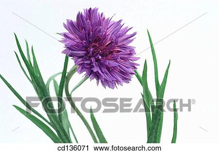 Cornflower (Centaurea cyanus) View Large Photo Image Stock Image - Cornflower (Centaurea cyanus). Fotosearch