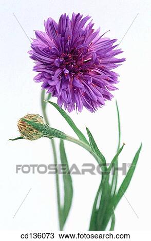 Cornflower (Centaurea cyanus) View Large Photo Image Stock Image - Cornflower (Centaurea cyanus). Fotosearch