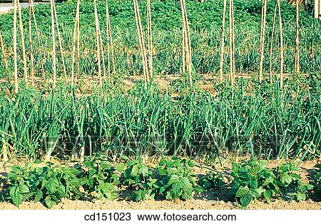 country, day, cultivation, crop, agriculture View Large Photo Image Stock Image - country, day, cultivation, crop, agriculture. Fotosearch
