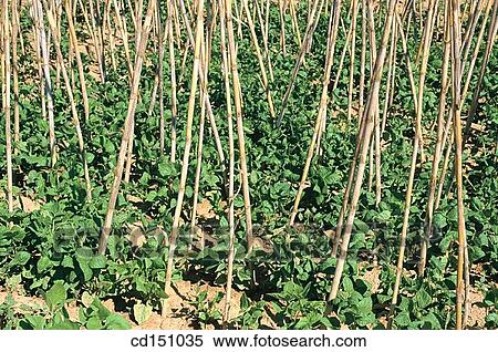 country, day, cultivation, crop, agriculture View Large Photo Image Stock Photography - country, day, cultivation, crop, agriculture. Fotosearch