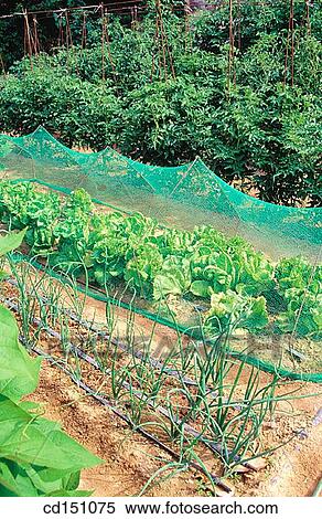 country, day, cultivation, crop, agriculture View Large Photo Image Stock Photography - country, day, cultivation, crop, agriculture. Fotosearch