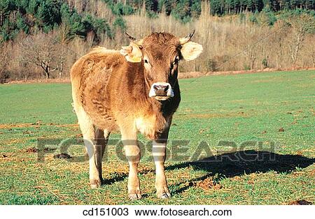 Stock Image - Cow. Fotosearch