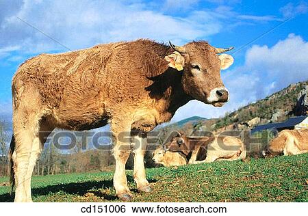 Cow View Large Photo Image Stock Photograph - Cow. Fotosearch