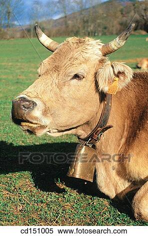Cow View Large Photo Image Stock Photography - Cow. Fotosearch