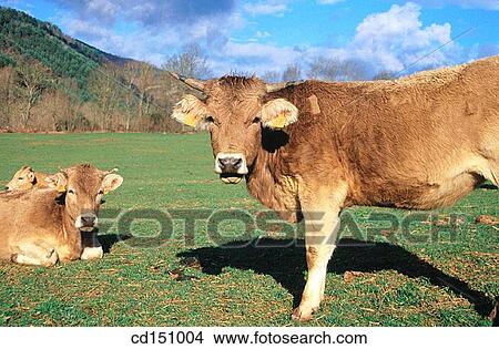 Cows View Large Photo Image Picture - Cows. Fotosearch