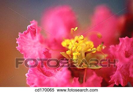 Stock Photography - Crape Myrtle (Lagerstroemia indica). Fotosearch