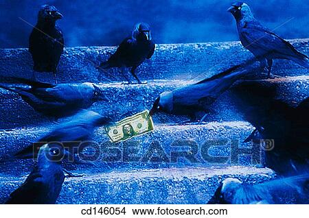 Crows fighting for a bill View Large Photo Image Picture - Crows fighting for a bill. Fotosearch