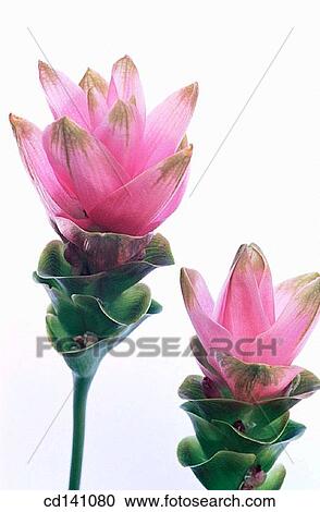 Curcuma (Curcuma sp. ) View Large Photo Image Stock Image - Curcuma (Curcuma sp. ). Fotosearch