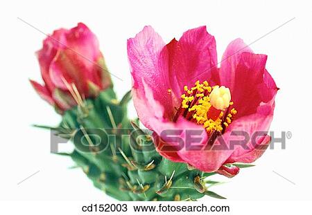 Cylindropuntia sp. View Large Photo Image Stock Image - Cylindropuntia sp.. Fotosearch