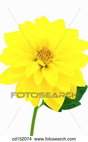 Dahlia hybr. View Large Photo Image Picture - Dahlia hybr.. Fotosearch