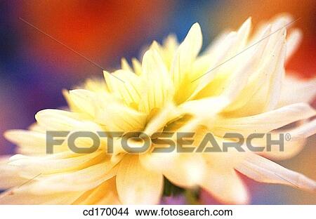 Dahlia hybr. View Large Photo Image Picture - Dahlia hybr.. Fotosearch