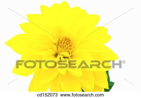 Dahlia hybr. View Large Photo Image Stock Image - Dahlia hybr.. Fotosearch