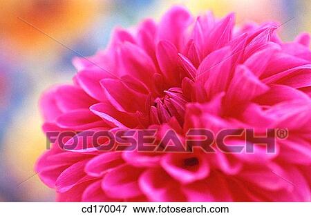 Dahlia hybr. View Large Photo Image Stock Photo - Dahlia hybr.. Fotosearch