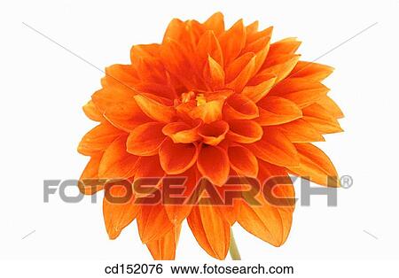 Stock Photograph - Dahlia hybr.. Fotosearch