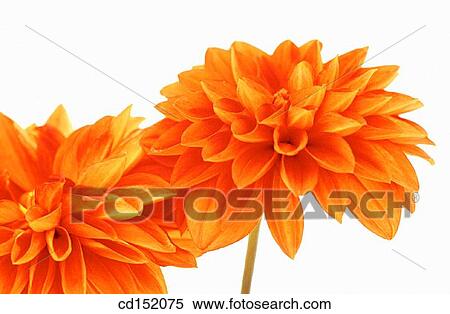 Stock Photography - Dahlia hybr.. Fotosearch