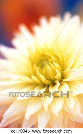 Dahlia hybr. View Large Photo Image Stock Photography - Dahlia hybr.. Fotosearch