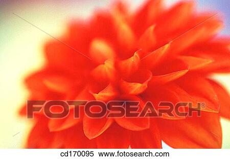 Dahlia hybr. View Large Photo Image Stock Photography - Dahlia hybr.. Fotosearch