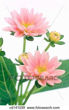 Dahlias (Dahlia spp. ) View Large Photo Image Stock Photo - Dahlias (Dahlia spp. ). Fotosearch