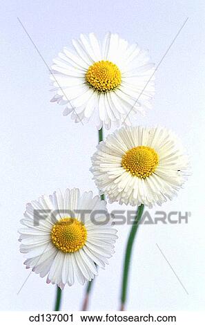 Daisies (Bellis perennis) View Large Photo Image Stock Image - Daisies (Bellis perennis). Fotosearch