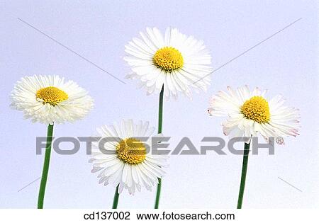 Daisies (Bellis perennis) View Large Photo Image Stock Image - Daisies (Bellis perennis). Fotosearch