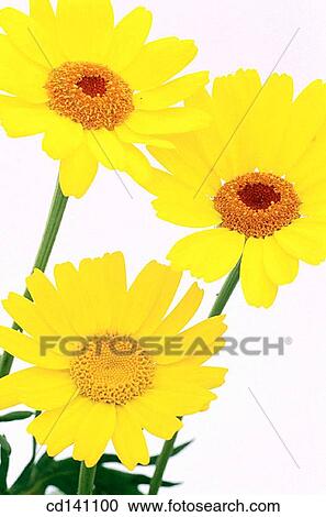 Daisies (Chrysanthemum sp. ) View Large Photo Image Stock Image - Daisies (Chrysanthemum sp. ). Fotosearch