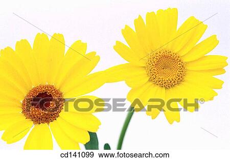 Daisies (Chrysanthemum sp. ) View Large Photo Image Stock Photo - Daisies (Chrysanthemum sp. ). Fotosearch