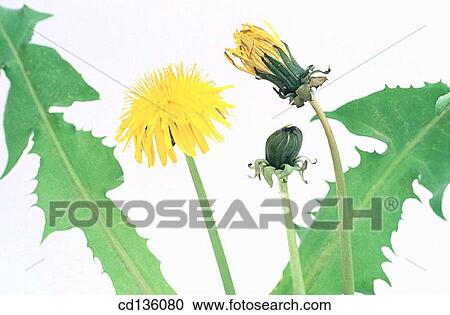 Dandelion (Taraxacum officinale) View Large Photo Image Stock Image - Dandelion (Taraxacum officinale). Fotosearch