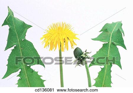 Dandelion (Taraxacum officinale) View Large Photo Image Stock Image - Dandelion (Taraxacum officinale). Fotosearch