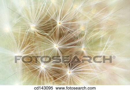 Dandelion (Taraxacum officinale) View Large Photo Image Stock Photography - Dandelion (Taraxacum officinale). Fotosearch