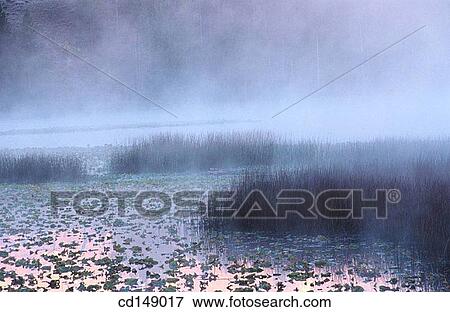 day, immense, fog, Aquatic plant View Large Photo Image Stock Photo - day, immense, fog, Aquatic plant. Fotosearch