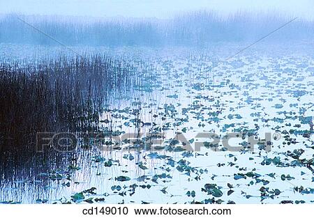 day, lake, fog, Aquatic plant View Large Photo Image Stock Image - day, lake, fog, Aquatic plant. Fotosearch