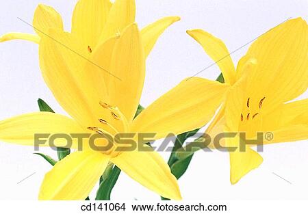 Picture - Day-lilies (Hemerocallis fulva). Fotosearch